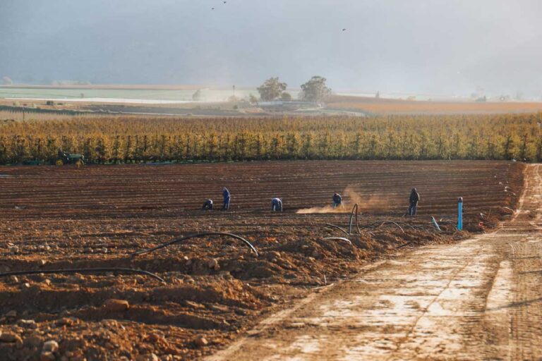 Read more about the article New Fruit Plantings Across Kalos Farming